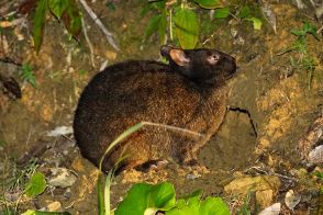 鹿児島県　龍郷町戸口などに分布拡大　クロウサギ、トゲネズミ　マングース根絶効果