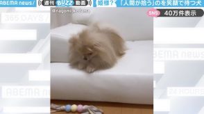 「前世はお姫さま？」落としたおもちゃを拾わず、笑顔で飼い主を見つめるポメラニアンに「パーフェクトスマイル」「人を従わせるとは！w」と反響