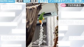 「クチバシ鍛えてる？」ハンガー落とし遊びをするインコの“意外な結末”に「あぶねーまた怒られるとこやったわ…」「偉い！」と驚きの声