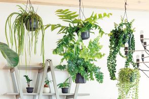 いろいろな植物を吊り鉢で楽しみたい！でも種類によっては注意が必要