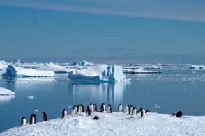 1956年「昭和基地」設営中にペンギンの群れ。貴重すぎる南極観測の様子が公開される