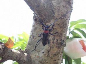 「クビアカ」侵入阻止せよ　桃の天敵、虫とり少年にも協力依頼　福島