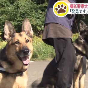 「我が子のようにかわいい」7頭の犬たちが “嘱託警察犬” に　札幌南警察署が犬と飼い主に嘱託書を手渡す…「グウくん」が訓練の成果を披露 見事犯人役を発見