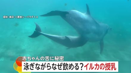 生後1カ月のイルカはなぜ泳ぎながら母乳を飲める?秘密は1～2年で消失する舌のギザギザ…授乳時間は1日わずか“5分”　横浜・八景島シーパラダイス