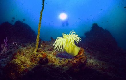 ＜ｅｙｅ＞海中で輝く生き物たち