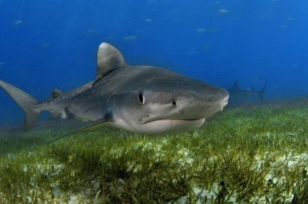 人食いザメのイタチザメは「ほぼ何でも食べる」、胃袋から見つかった驚きのモノどもとは