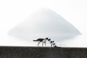 ロマンチックが止まらない猫 「ごめん、待った？」「もう～、遅い～」【沖昌之】