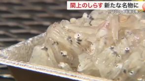 名取市の新たな名物しらす 「甘くておいしい」旬を味わう閖上しらす祭り〈宮城〉