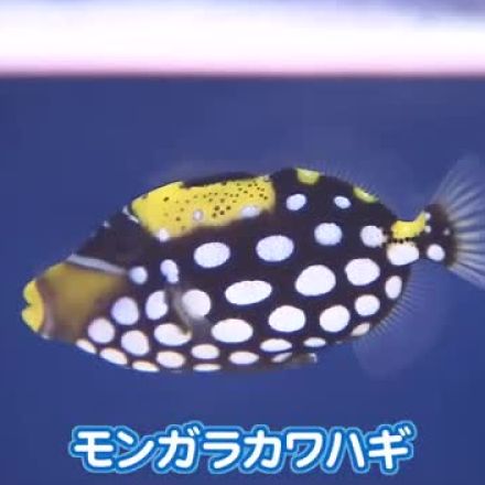 “秋を連想させる”魚や水中生物が集結！水族館で特別展 白黒模様が特徴的な「モンガラカワハギ」や鮮やかな色合いの「ニシキテグリ」も 北海道札幌市