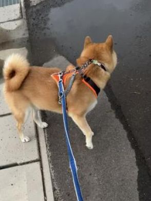 「ここは…よろしくお願いいたします。」水たまり前で何かを訴える柴犬くんの顔が「期待の眼差し」と話題に