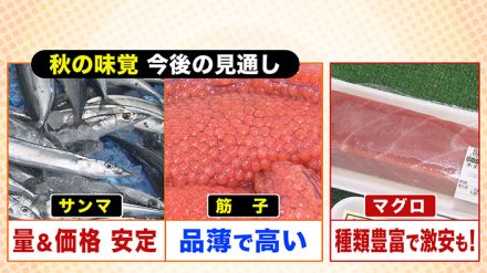 【秋の味覚今後のお値段は？】目利きのプロが伝授 “サンマ”買う時は箱の数字に注目？ 