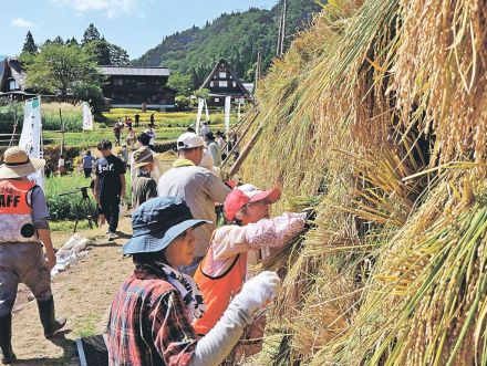 世界遺産で育てた米、棚田オーナー収穫　富山県南砺市・相倉合掌集落