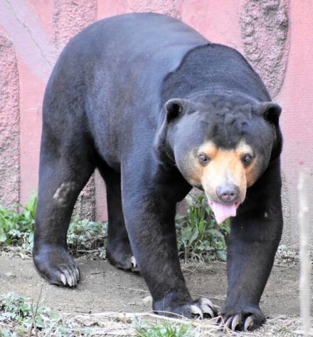 ハッピーな恋は実るか？マレーグマのマーチン、繁殖のためお引っ越し