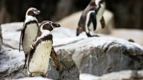 食欲がだんだんなくなってきて…　死亡した「27歳のペンギン」に生じた異変の正体　動物園の動物たちに起こっている「新たな問題」