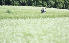 ソバの花満開、純白世界　記録的暑さで例年より早く開花、岐阜・中津川市