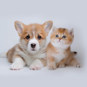 ペットショップで “売れ残る犬・猫たち”の行方「ビッグパピー」「マナードッグ」…大手ペットチェーン店が模索する売れ残りを出さないための取り組み