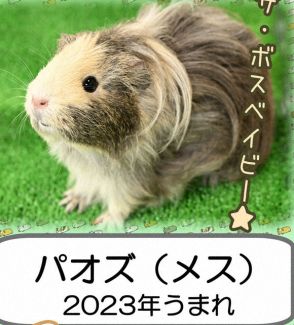 国会議員の前に、一票を　テンジクネズミ総選挙、埼玉の動物園で