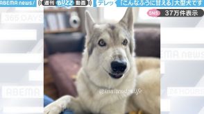 凛々しい表情→飼い主に甘えまくる大型犬の様子に「可愛い以外の言葉が見つからない」と反響