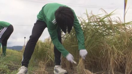 実りの秋　松本市の松本山雅田でU―18の選手20人が稲刈り　収穫したコメは選手寮で使用予定【長野】