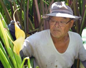 貴重なサトイモの花咲いた！　猛暑影響？本州ではまれ　勝浦、高橋さんの畑で