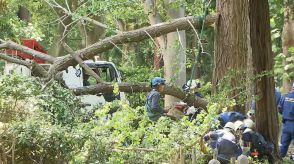 落下したイチョウの枝に“腐食なし”事故直後に確認　36歳男性が下敷きになり死亡　東京・日野市