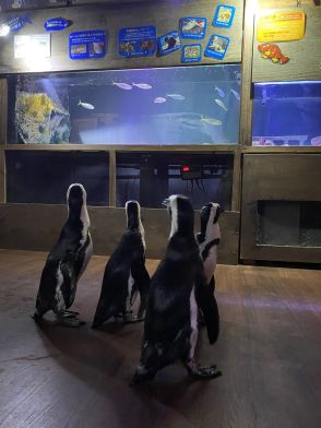 「お客さんが少ない時に…」ペンギンの水族館お散歩に12万いいね！ 遭遇できるタイミングを詳しく聞いてみた