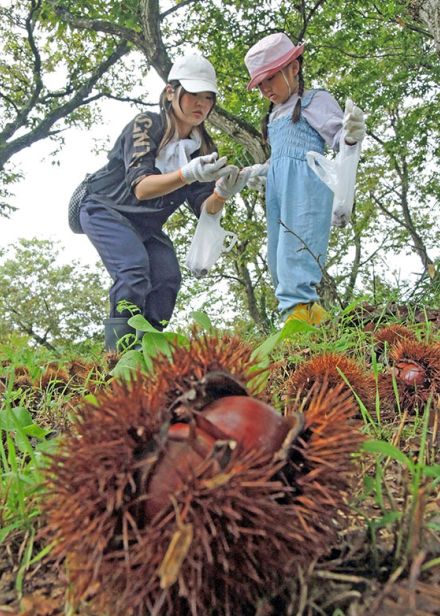 大粒の秋見っけ！　一関・花泉観光栗園オープン