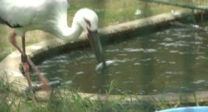 コウノトリの餌やり体験　習性や生育環境について理解を深める／兵庫県