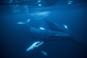 「歌うクジラ」のザトウクジラは息を止めたまま歌い続けられる、どういうこと？