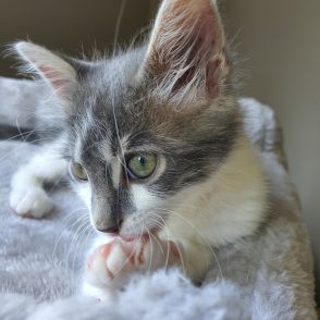 美しさとモフモフの天使…傷心の飼い主を支えた猫さまが実は意外と苦手なこととは【仏】