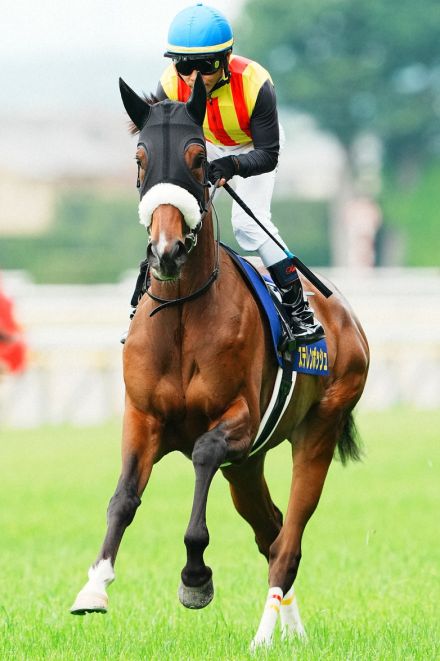 【秋華賞を占う】直行の桜花賞馬ステレンボッシュ＆オークス馬チェルヴィニアの上位揺るがず