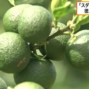 秋の味覚 徳島の「スダチ」出荷最盛期