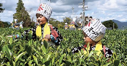 茶娘姿で茶摘み体験　島田・茶の都ミュージアム