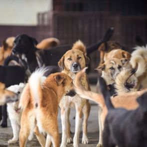 闇ペットビジネスの実態「殺さないで死ぬまで飼う。僕みたいな商売、必要でしょう」…巨大化するペット市場で横行する「回しっこ」「引き取り屋」とは