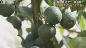 露地物スダチが最盛期　収穫量減るも香りや酸味豊か　徳島・神山町