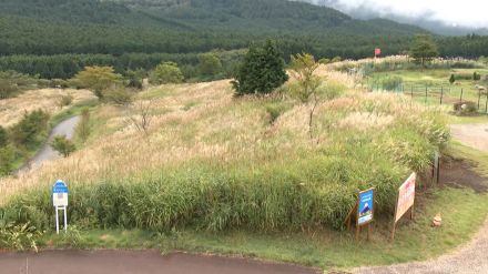 「少し難しかったけどおもしろかった」富士山のすそ野に巨大な「ススキの迷路」が登場　テニスコート18面が入る広さ=静岡・富士市