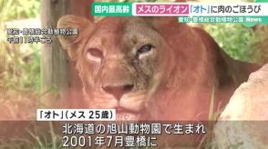 国内最高齢のライオンに肉をプレゼント「食欲旺盛で元気」　豊橋総合動植物公園