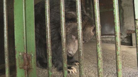 人間だったら111歳！　歴代最高齢を更新中　のぼりべつクマ牧場のヒグマ「マケンコ」　元気の秘訣は？