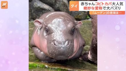 名前は「豚肉団子」？ 世界三大珍獣「コビトカバ」の赤ちゃんが人気！