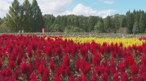 厳しい残暑…県北は秋の花見ごろ　庄原市