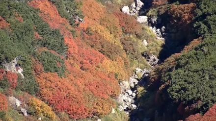 「日本一早い」紅葉が北海道・大雪山系の黒岳で見頃むかえる　3連休最終日の16日、多くの登山客でにぎわう