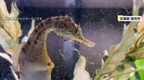 【神秘映像】タツノオトシゴは母から卵もらい父が産む…魚界のイクメン!ところが出産後は育てない!?