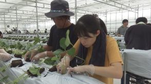 自動車エンジンオイルを活用　農業ハウスでイチゴの苗植え　群馬・高崎市