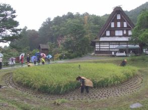 飛騨の里の「車田」で稲刈り　岐阜県高山市