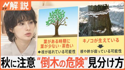 イチョウの枝落下で男性死亡　原因は「ギンナンの重み」?専門家に聞く“危険な街路樹”の見分け方【Nスタ解説】