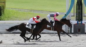 【中京新馬戦】ミリアッドラヴ　一騎打ち制した!西村淳「自信しかなかった」