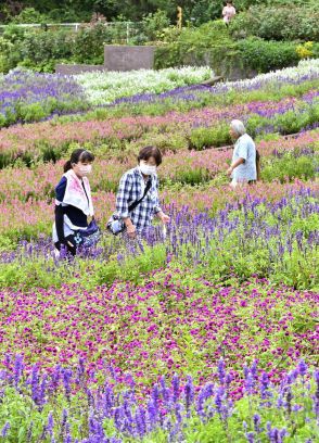 ３万株が大花壇彩る　とちぎ花センターが敬老の日で無料開放　シニア世代などが散策