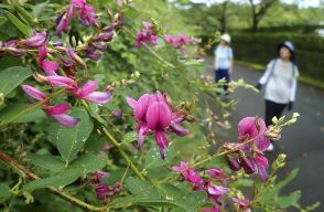 かれんな花と虫の声...福島に秋の足音　9月下旬にかけミヤギノハギ見頃に