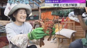 伊勢エビ漁が解禁　串本の漁港活気づく　近年は海水温の上昇などで漁獲量は減少傾向　和歌山・串本町