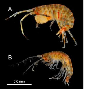 鹿児島湾海底で新種のエビ　「未発見の小型生物もまだたくさん」